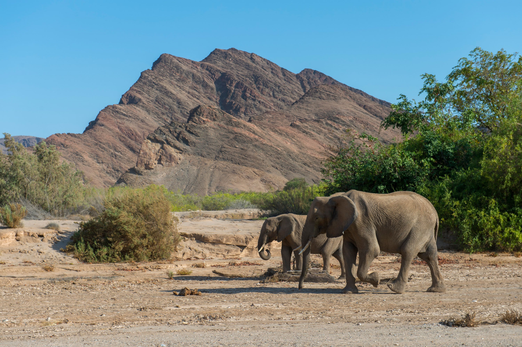 Namibia to Cull Over 700 Animals, Including Elephants and Hippos, Amid Drought and Distribute the Meat