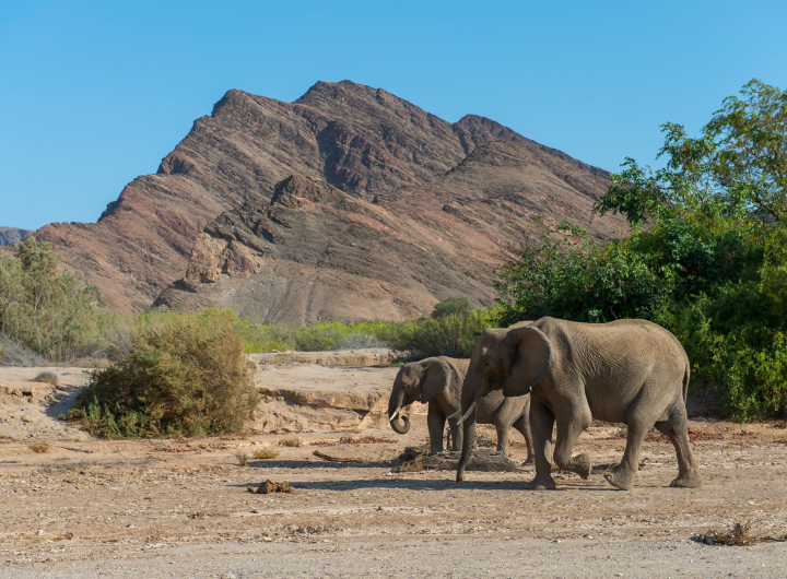 Namibia to Cull Over 700 Animals, Including Elephants and Hippos, Amid Drought and Distribute the Meat